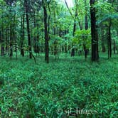 Review photo of Devil's Den State Park Campground by John F., August 8, 2020