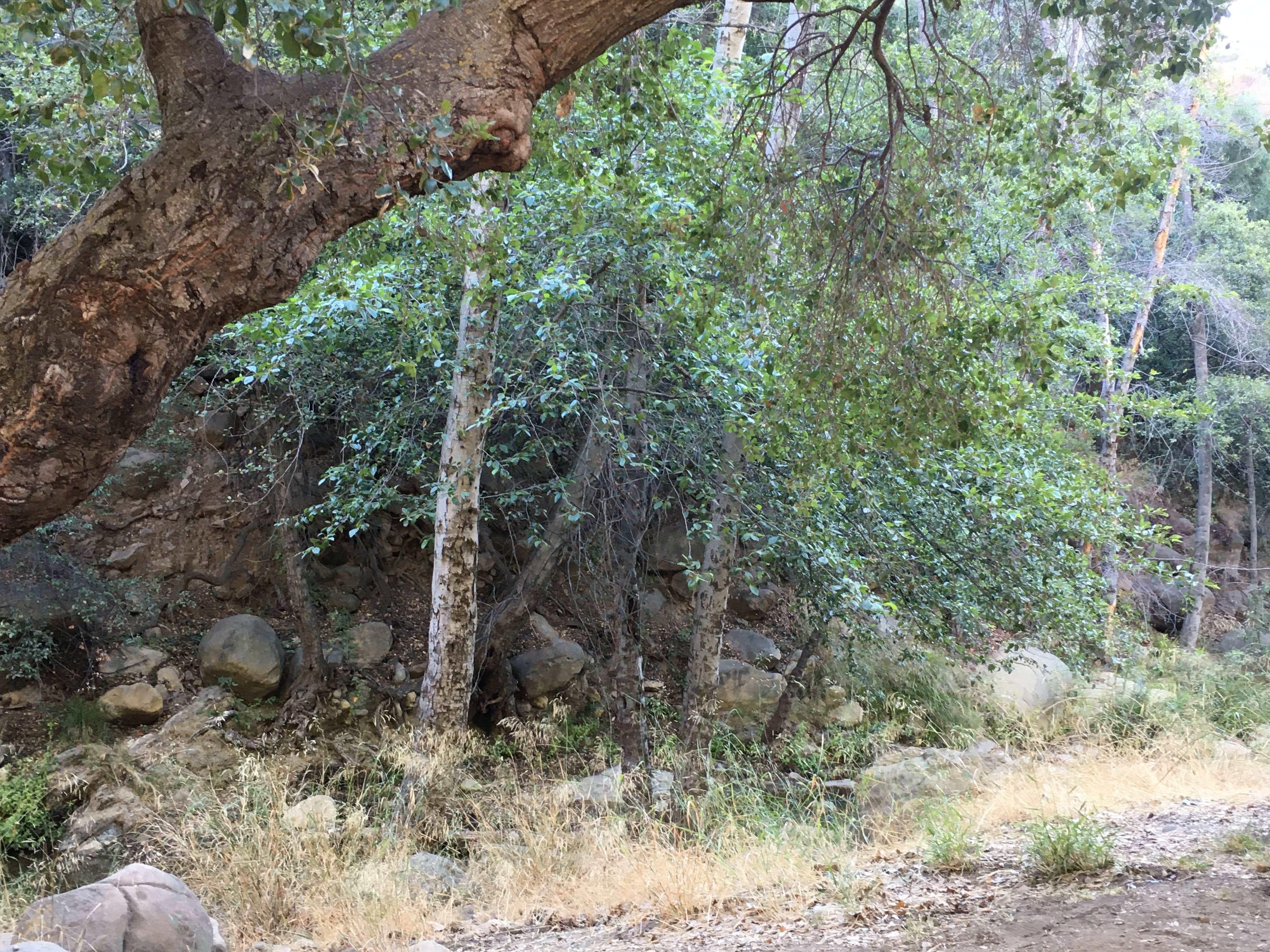 Nature