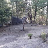 Review photo of Stone Creek Campground — Mount San Jacinto State Park by Ryan W., August 8, 2020