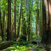 Review photo of Albee Creek Campground — Humboldt Redwoods State Park by Laura F., August 8, 2020