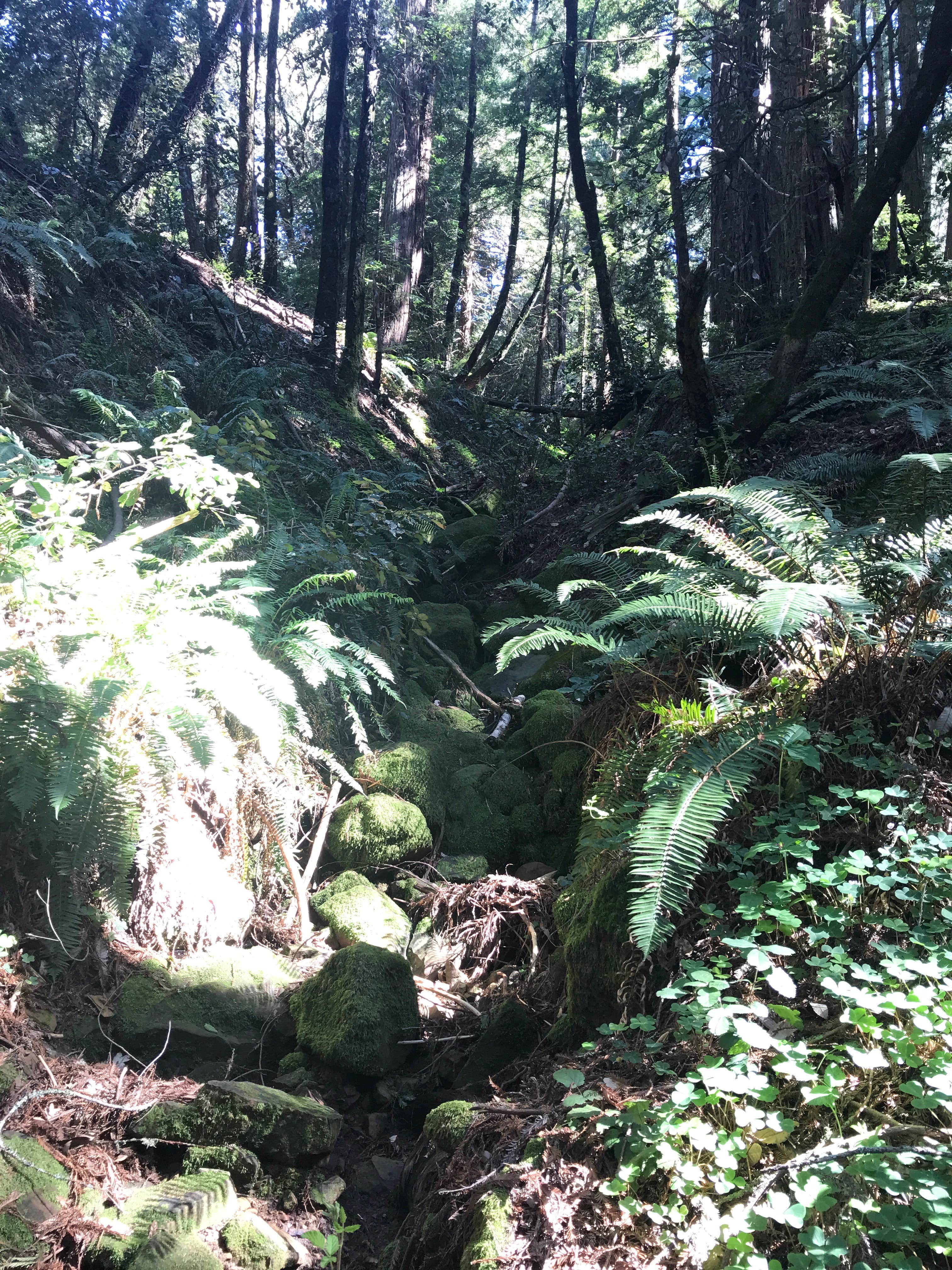 Camper-submitted photo at Mount Madonna County Park near Paicines, CA