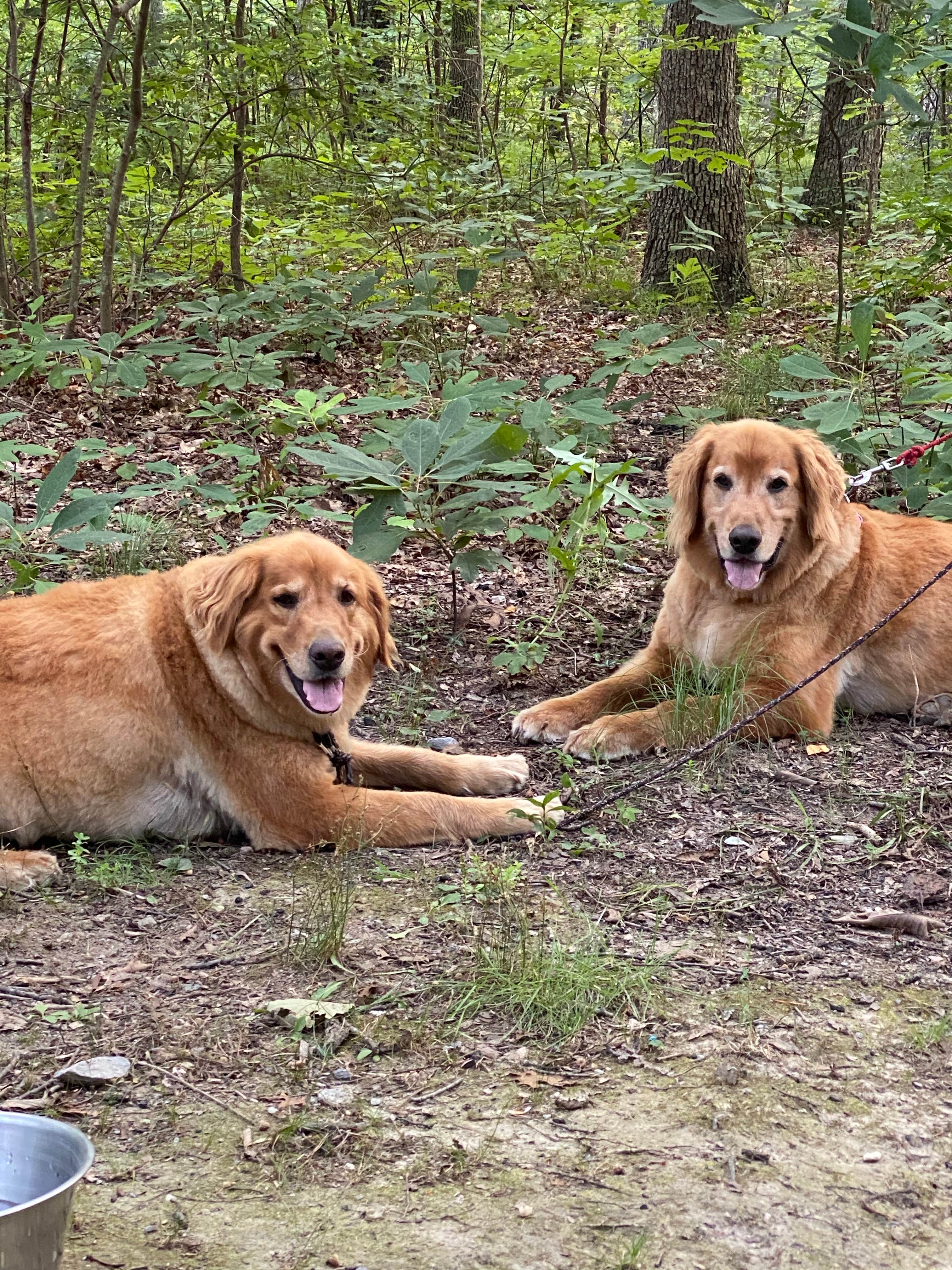 Liz H.'s photo of camping with pets at Cloudland Canyon State Park Campground near Collinsville, AL