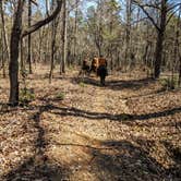 Review photo of Uwharrie Hunt Camp by Shari  G., August 8, 2020