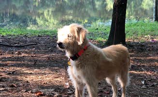 Ginney M.'s photo of camping with pets at Clarkco State Park Campground in Mississippi