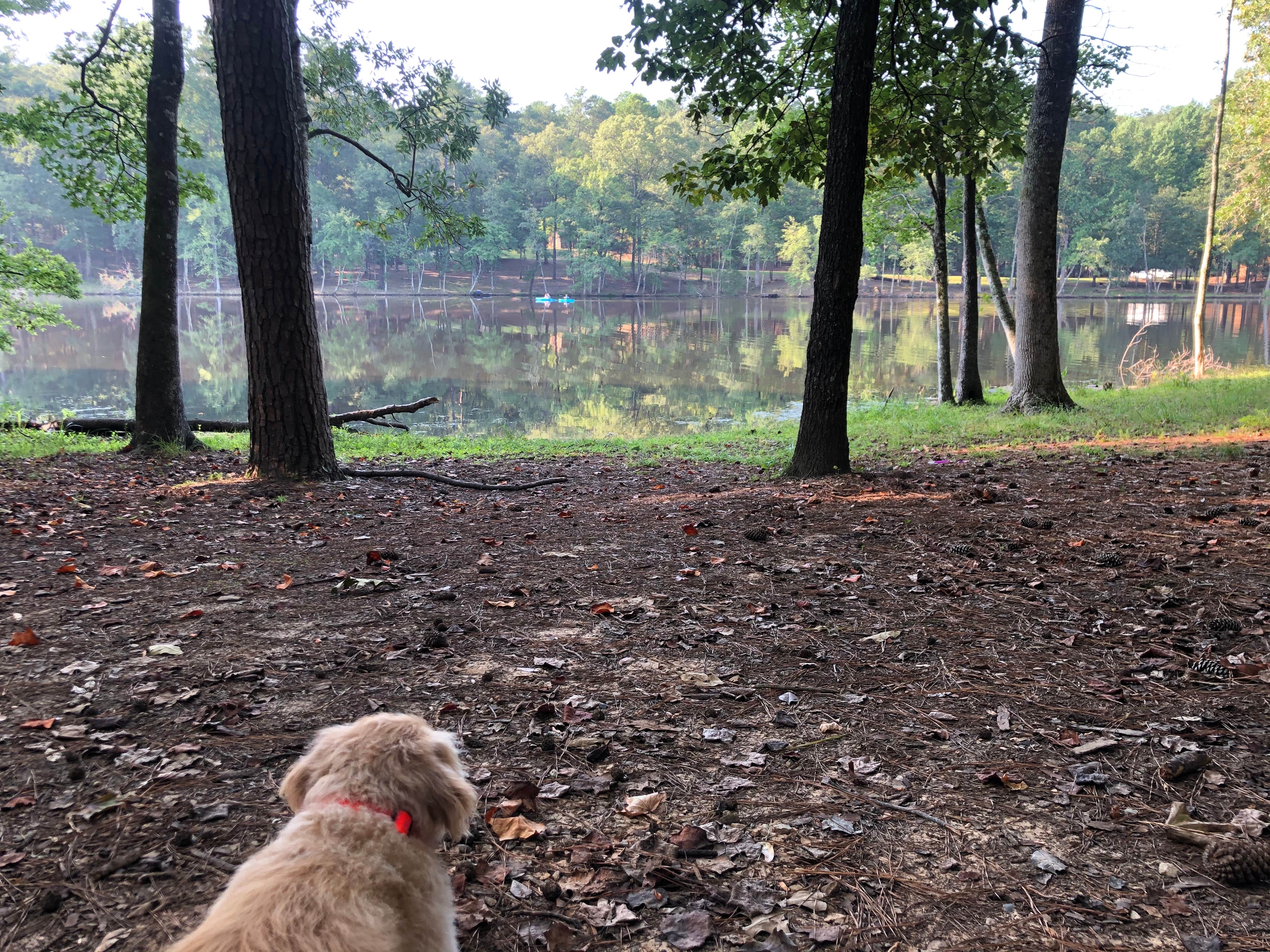Ginney M.'s photo of camping with pets at Clarkco State Park Campground near Decatur, MS
