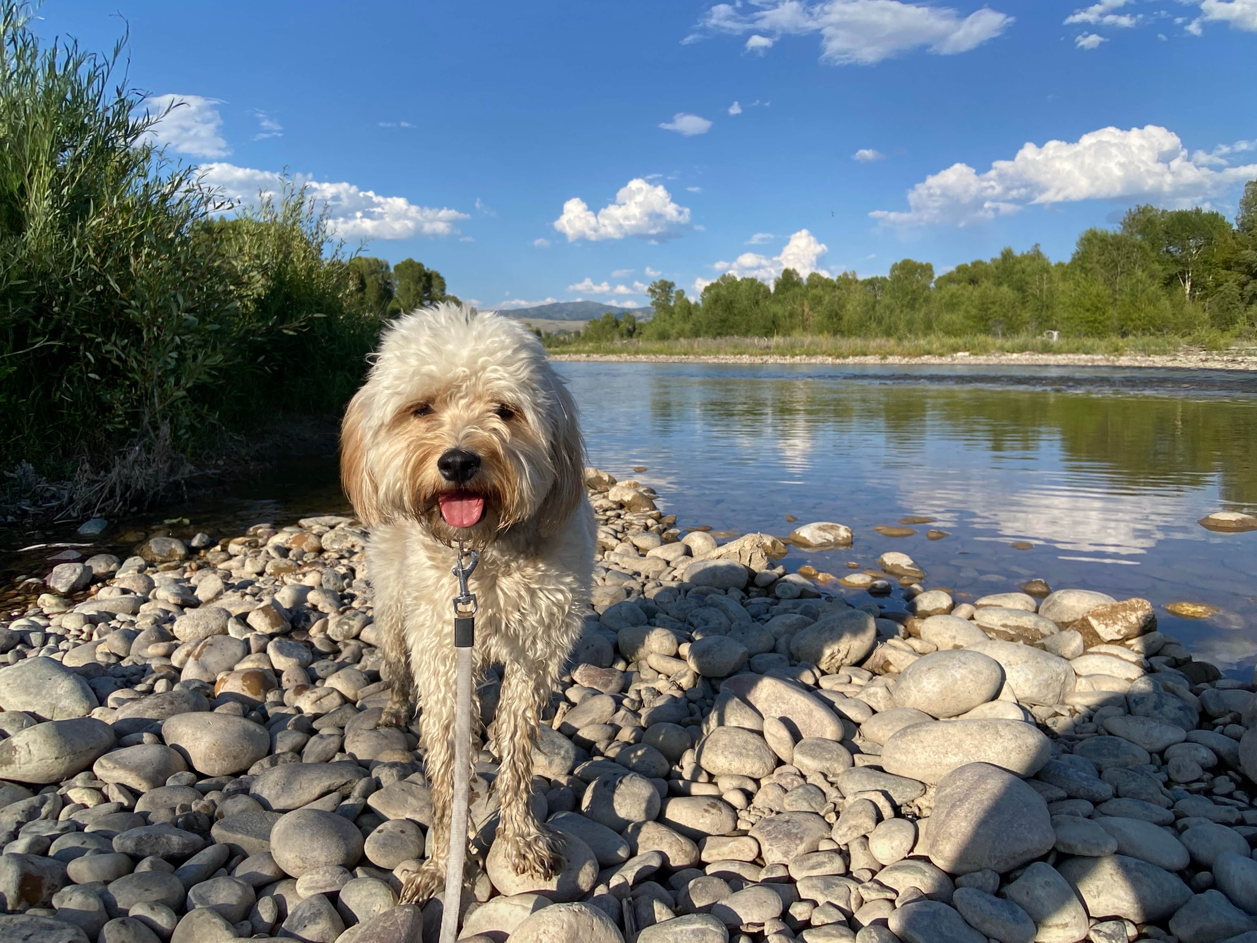 Zach H.'s photo of camping with pets at Gros Ventre Campground — Grand Teton National Park near Jackson, WY