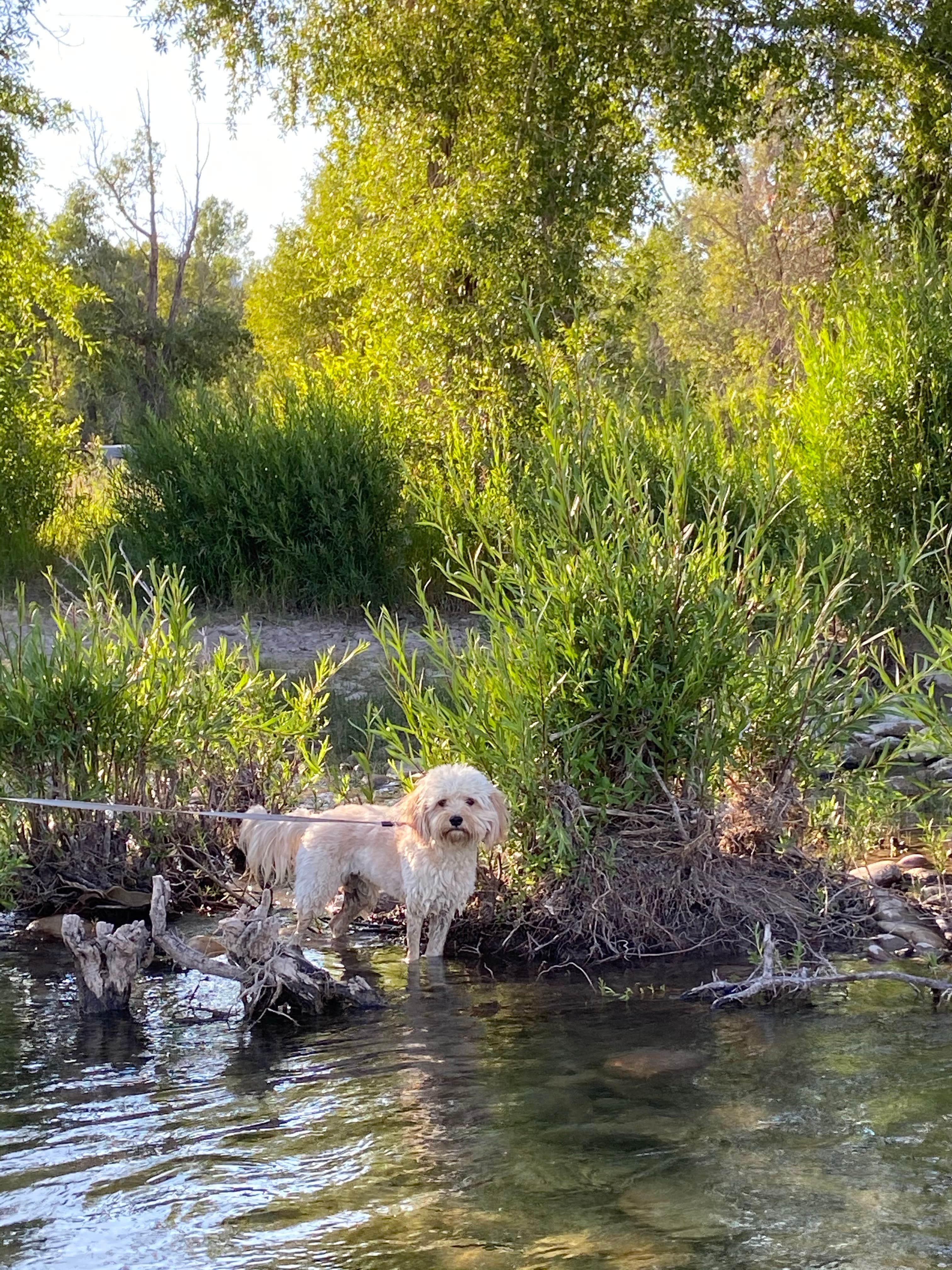 Zach H.'s photo of camping with pets at Gros Ventre Campground — Grand Teton National Park near Driggs, ID