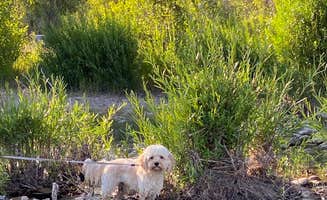 Zach H.'s photo of camping with pets at Gros Ventre Campground — Grand Teton National Park near Grand Teton National Park