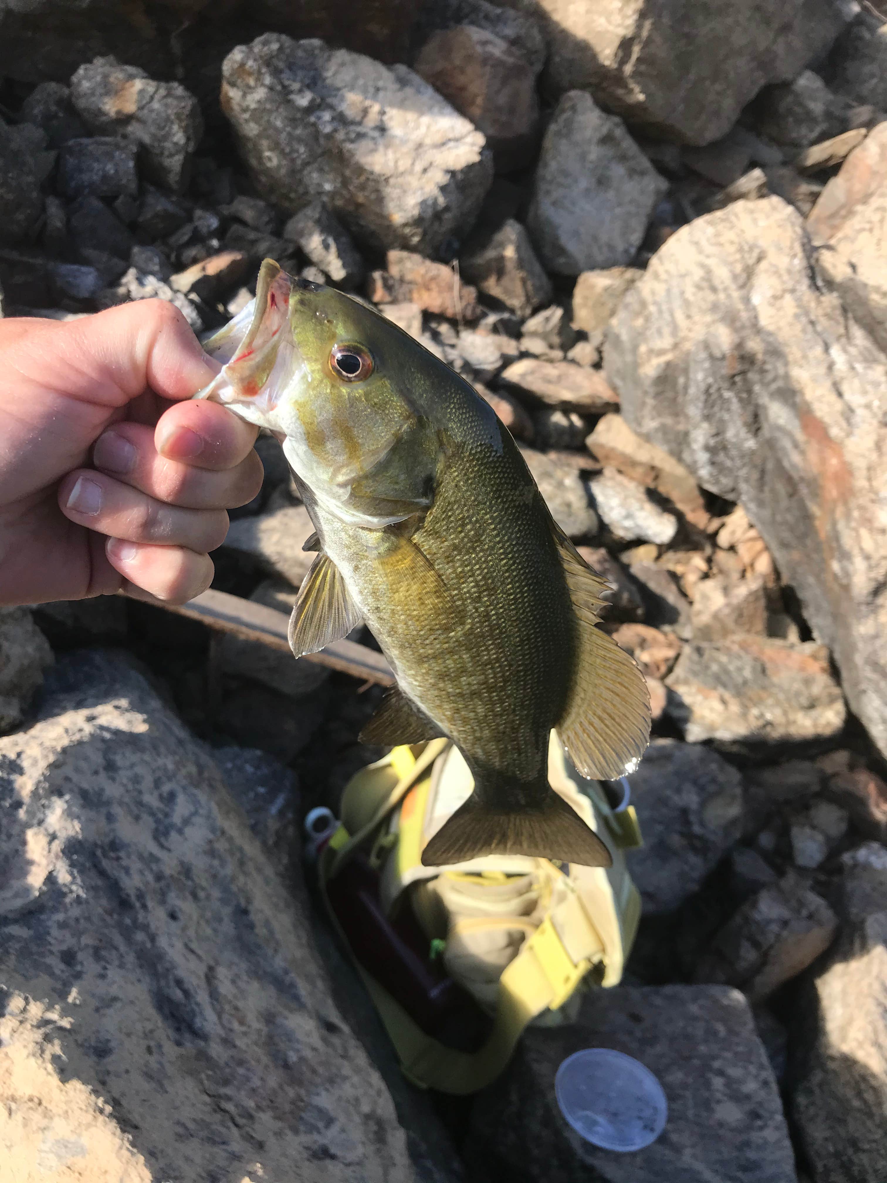Camping near Elk River Recreation District - Spur Road - Upper and Lower: Grandad Recreation Area, Elk River, Idaho