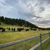 Review photo of Game Lodge Campground — Custer State Park by Zach H., August 9, 2020