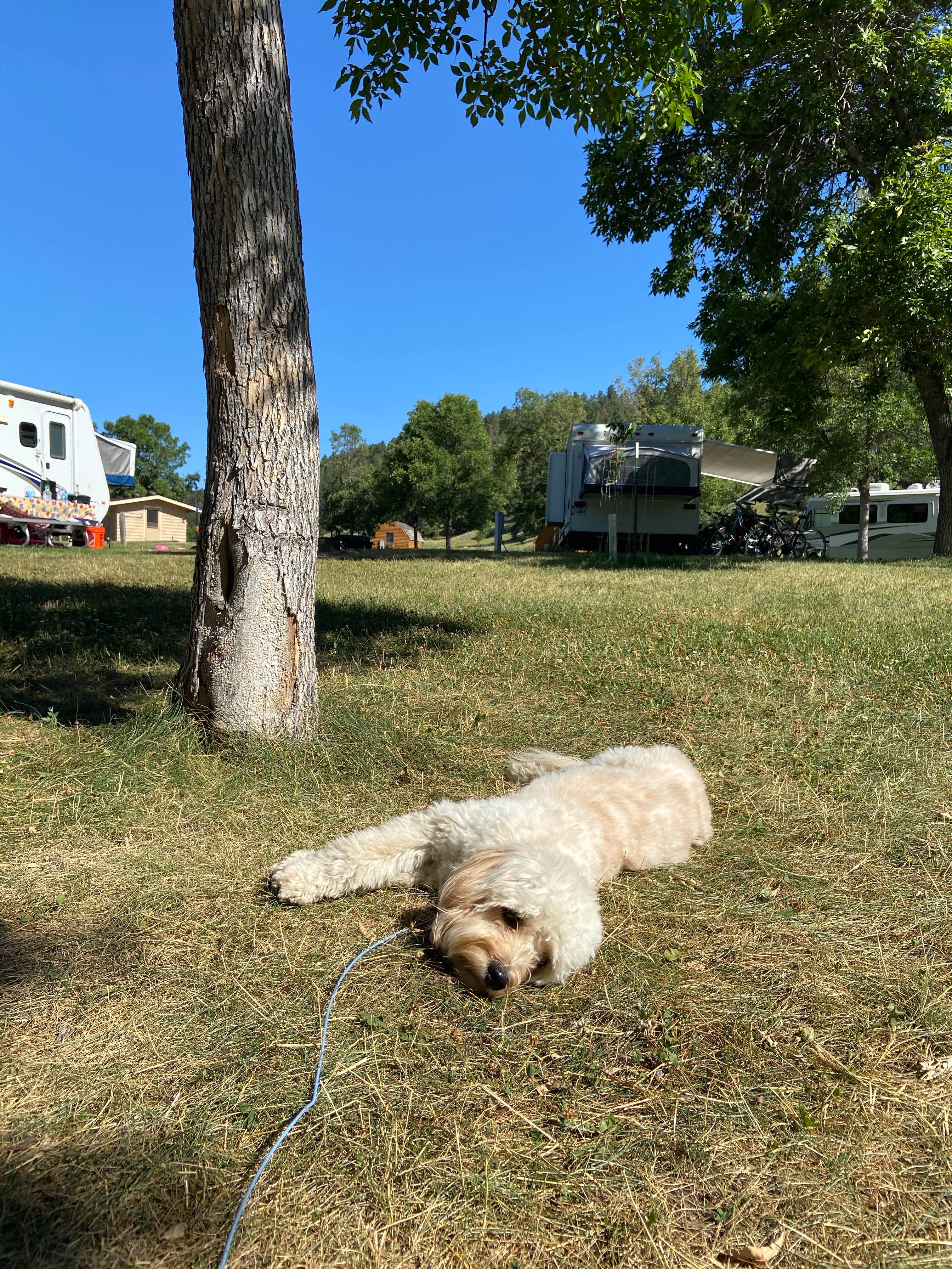 Zach H.'s photo of camping with pets at Game Lodge Campground — Custer State Park near Wind Cave National Park