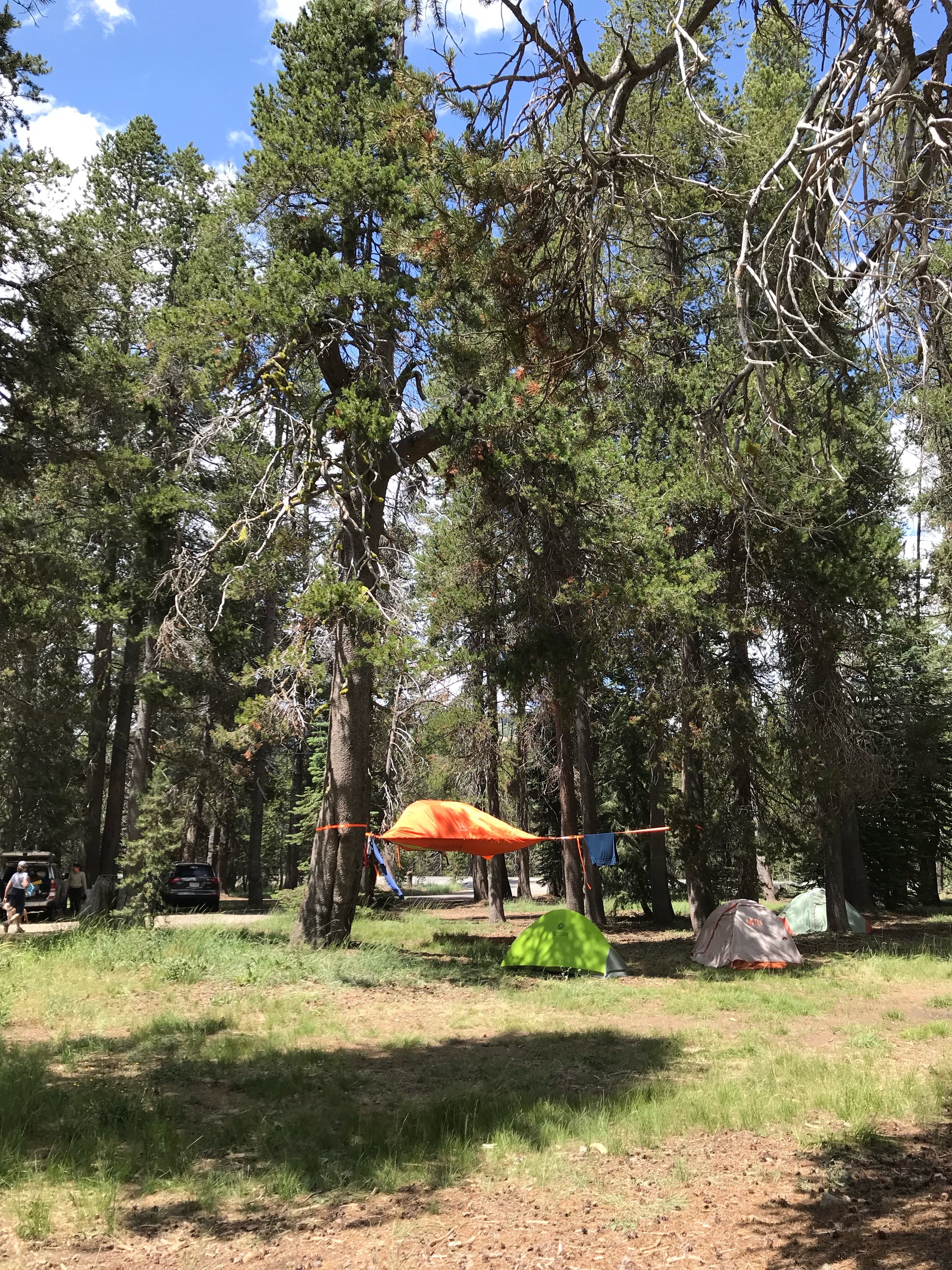 Camper submitted image from Bear Valley Dispersed Camping - 3
