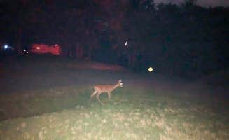 John F.'s photo of camping with pets at COE Beaver Lake Starkey Campground near Eureka Springs, AR