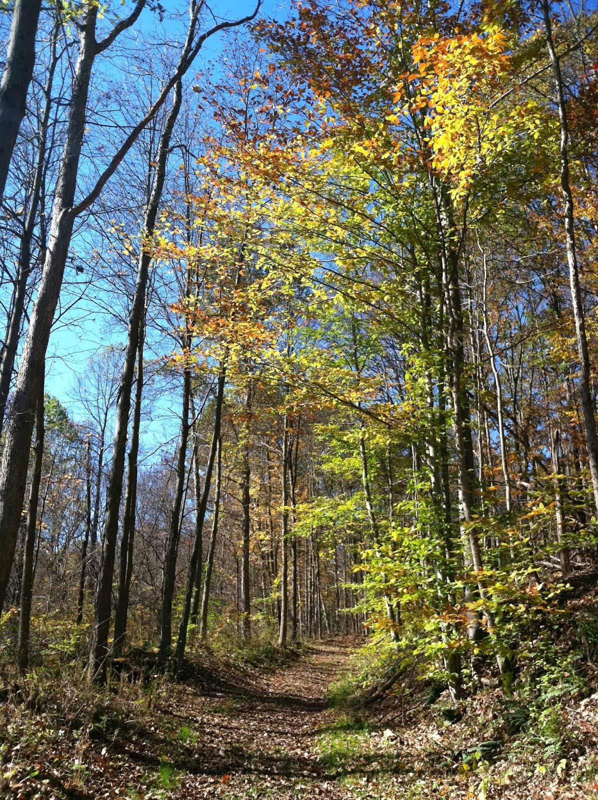 Escape to Ryerson Station: Your Gateway to Pennsylvania's Wild Side