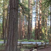 Review photo of Burlington Campground — Humboldt Redwoods State Park by Laura F., August 9, 2020