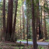 Review photo of Burlington Campground — Humboldt Redwoods State Park by Laura F., August 9, 2020