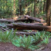 Review photo of Burlington Campground — Humboldt Redwoods State Park by Laura F., August 9, 2020