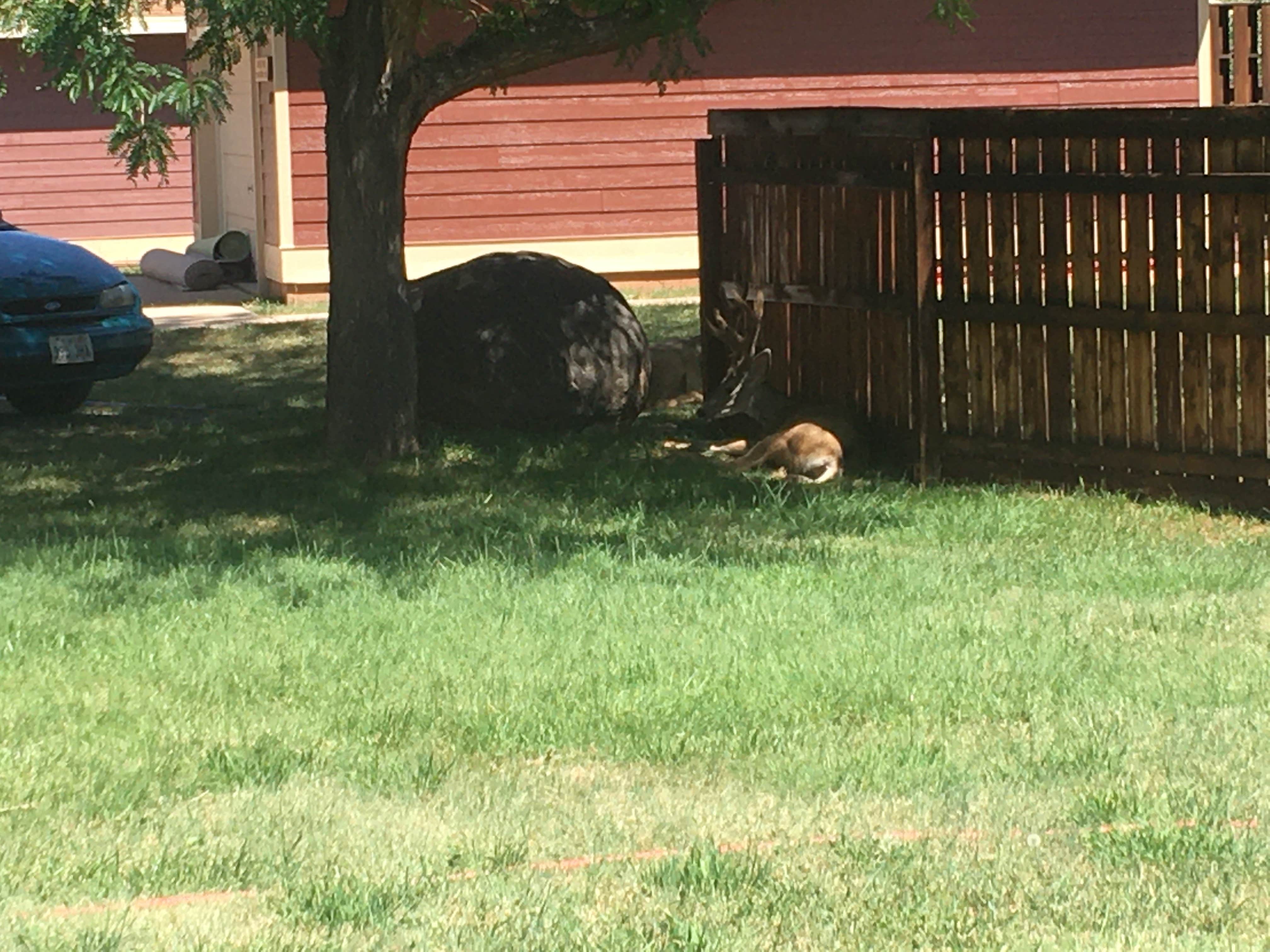 Spencer L.'s photo of camping with pets at The Bend Gem near Richfield, UT