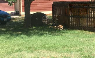 Spencer L.'s photo of camping with pets at The Bend Gem near Aurora, UT