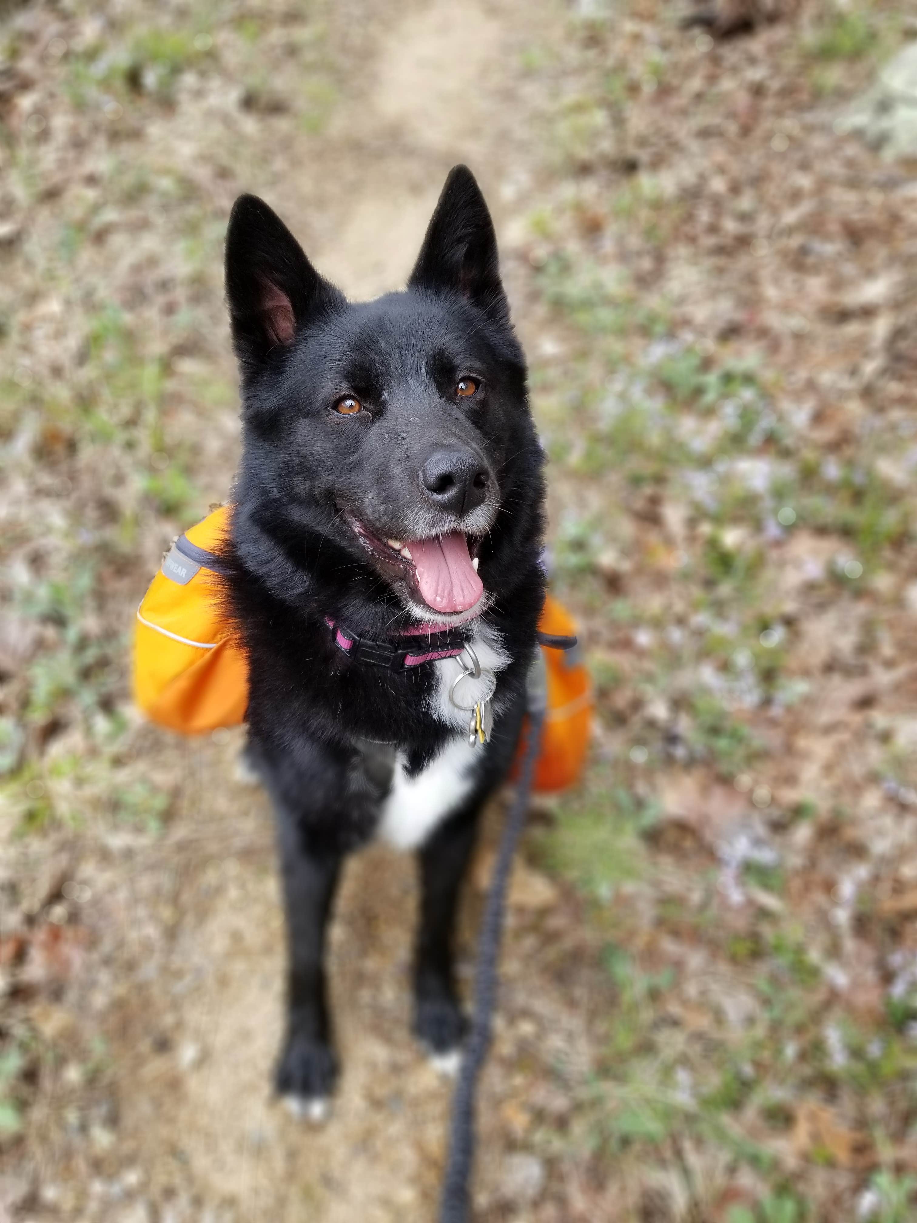 Mara F.'s photo of camping with pets at Silver Mines near Park Hills, MO