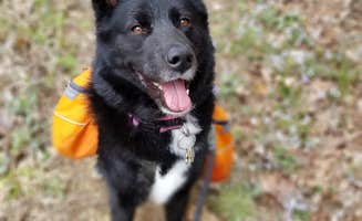 Mara F.'s photo of camping with pets at Silver Mines near Perryville, MO