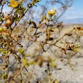 Review photo of Joshua Tree South - BLM Dispersed by Summer B., April 21, 2018