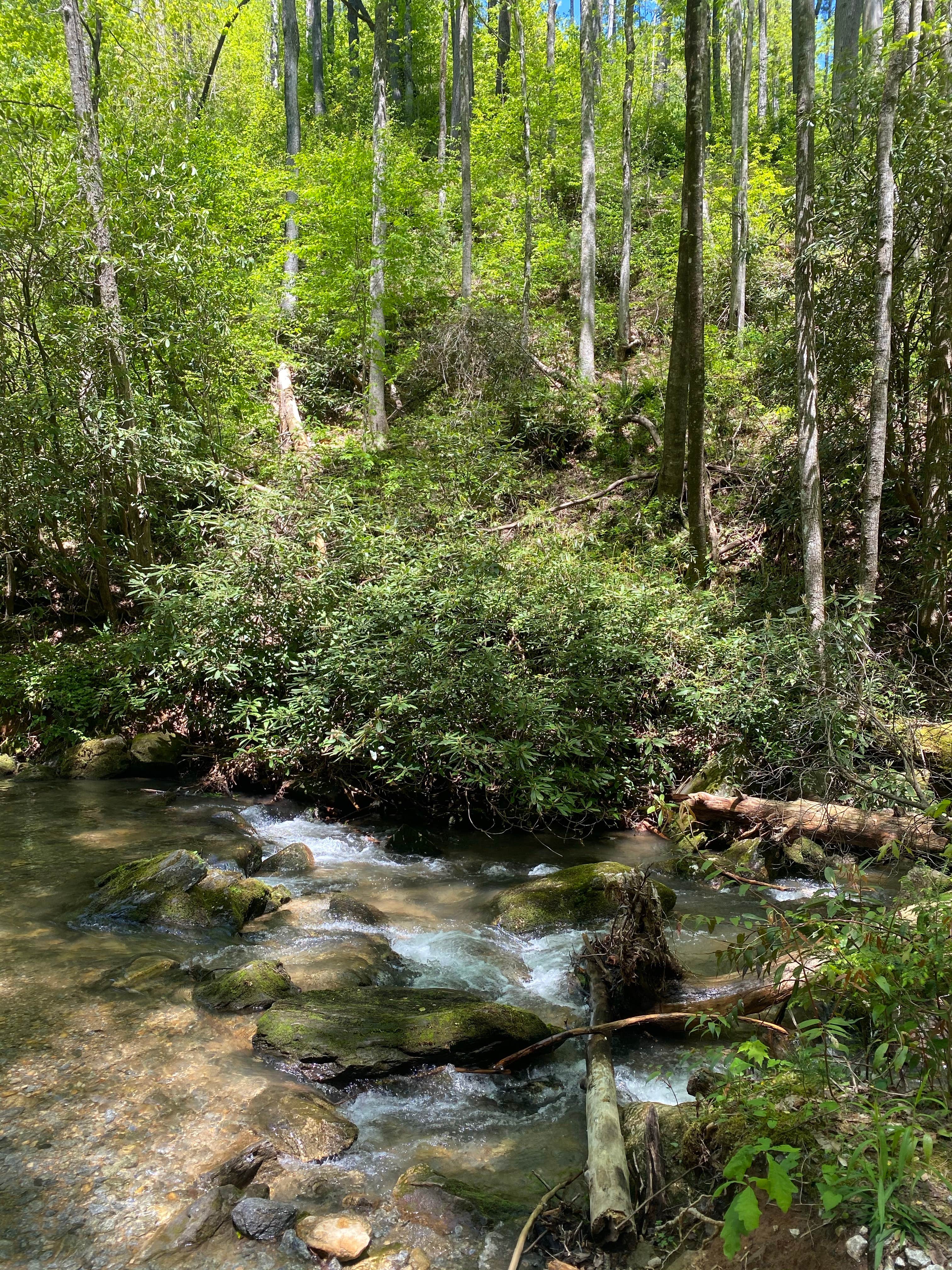 Camper submitted image from Sarah's Creek Campground (Clayton, Ga) — Chattahoochee Oconee National Forest - 3