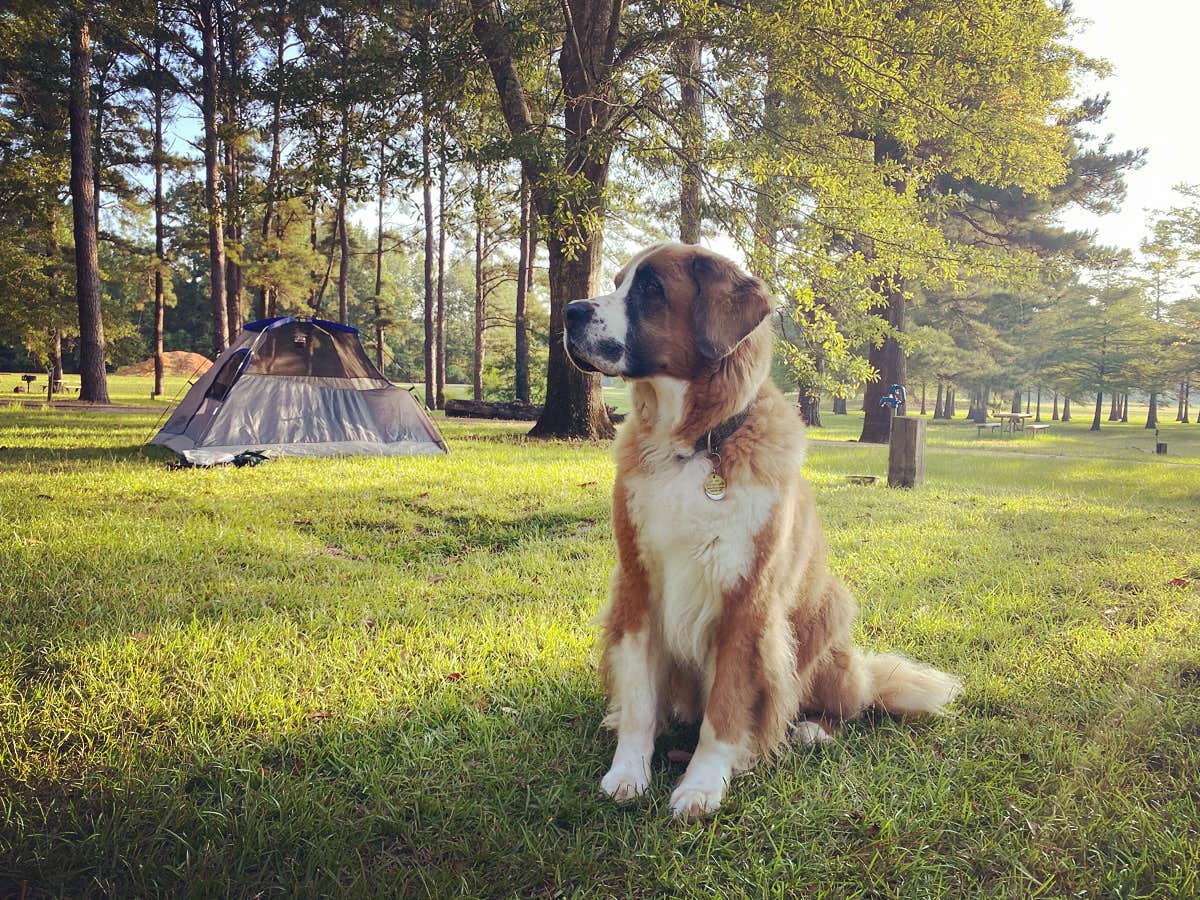 Casey M.'s photo of camping with pets at Twiltley Branch near Decatur, MS