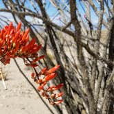 Review photo of Joshua Tree South - BLM Dispersed by Summer B., April 21, 2018