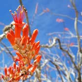 Review photo of Joshua Tree South - BLM Dispersed by Summer B., April 21, 2018