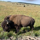 Review photo of Madison Campground — Yellowstone National Park by Laura F., August 9, 2020