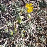 Review photo of Joshua Tree South - BLM Dispersed by Summer B., April 21, 2018
