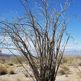 Review photo of Joshua Tree South - BLM Dispersed by Summer B., April 21, 2018