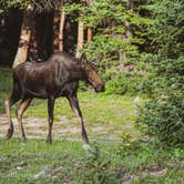 Review photo of Portal Campground by Derrick M., August 10, 2020