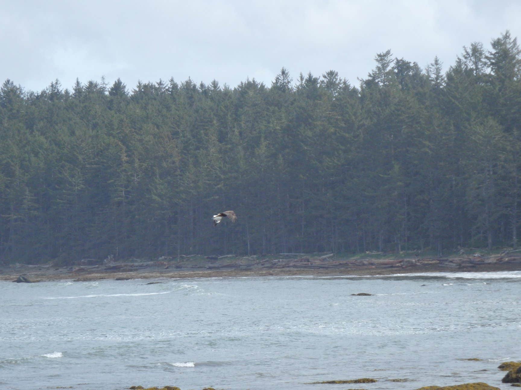 Camper-submitted photo at Cape Alava Campground — Olympic National Park near La Push, WA