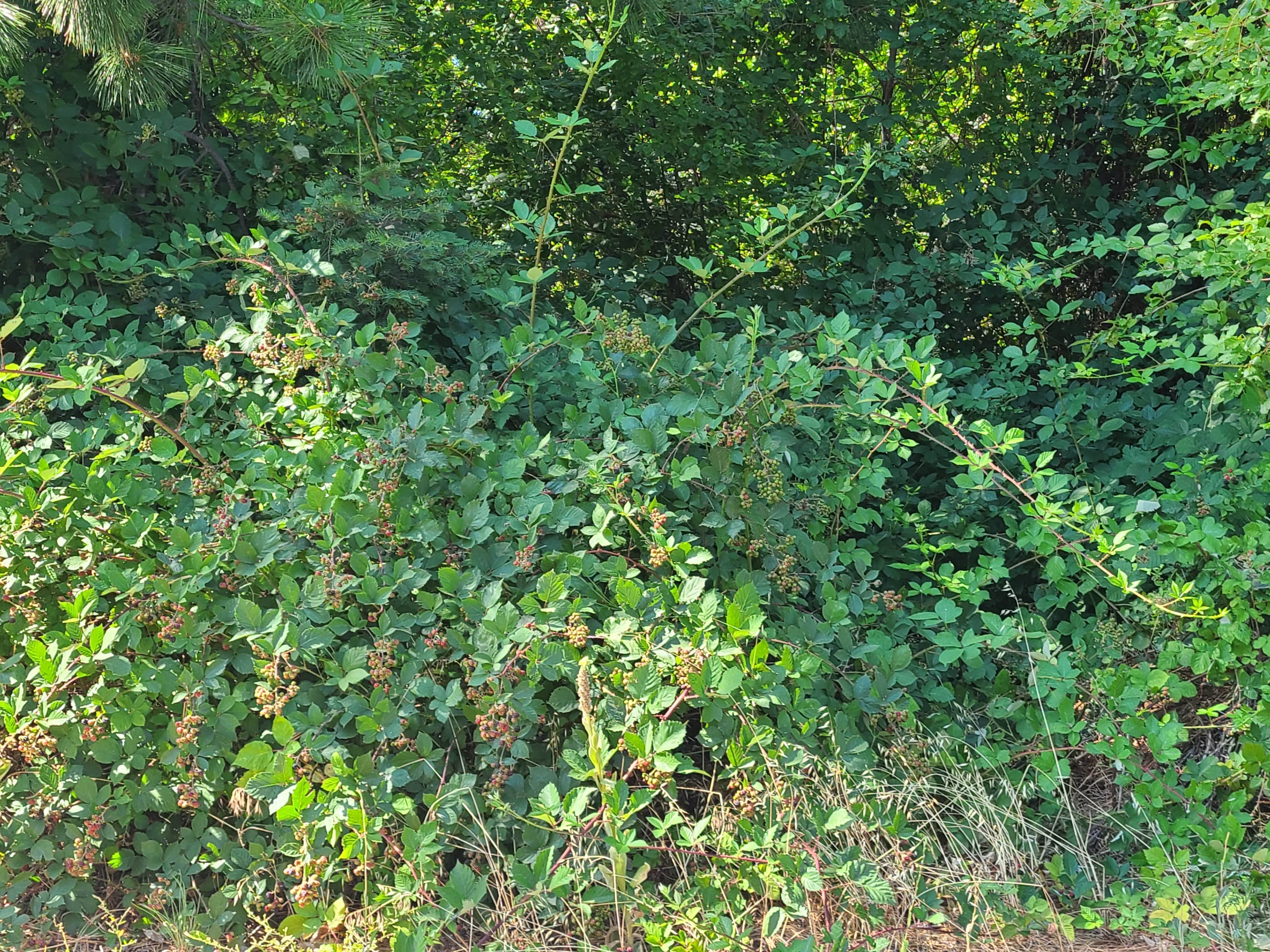 Camper-submitted photo at Mount Shasta City KOA Holiday near Callahan, CA