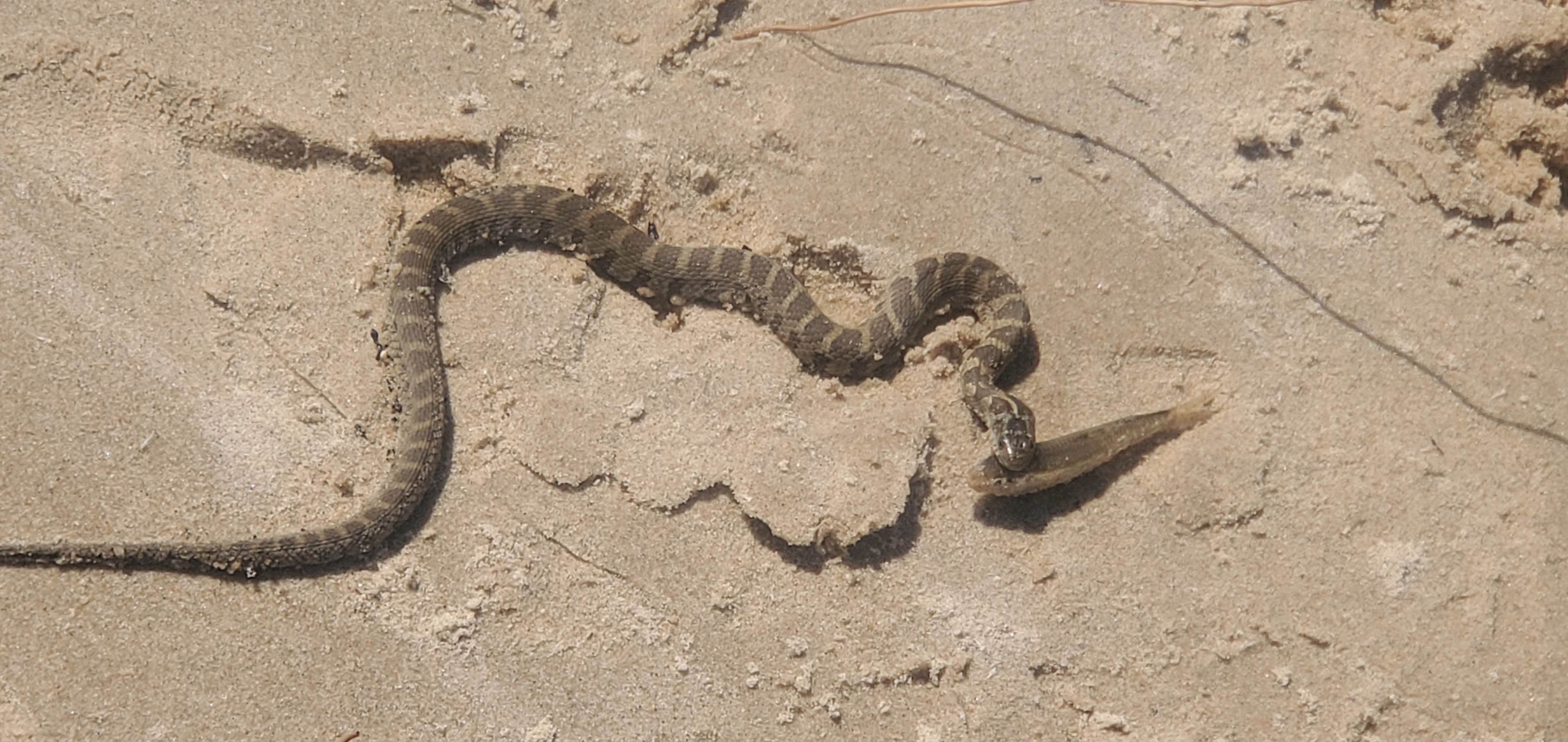 Camper-submitted photo at Big Knob State Forest Campground near Beaver Island, MI