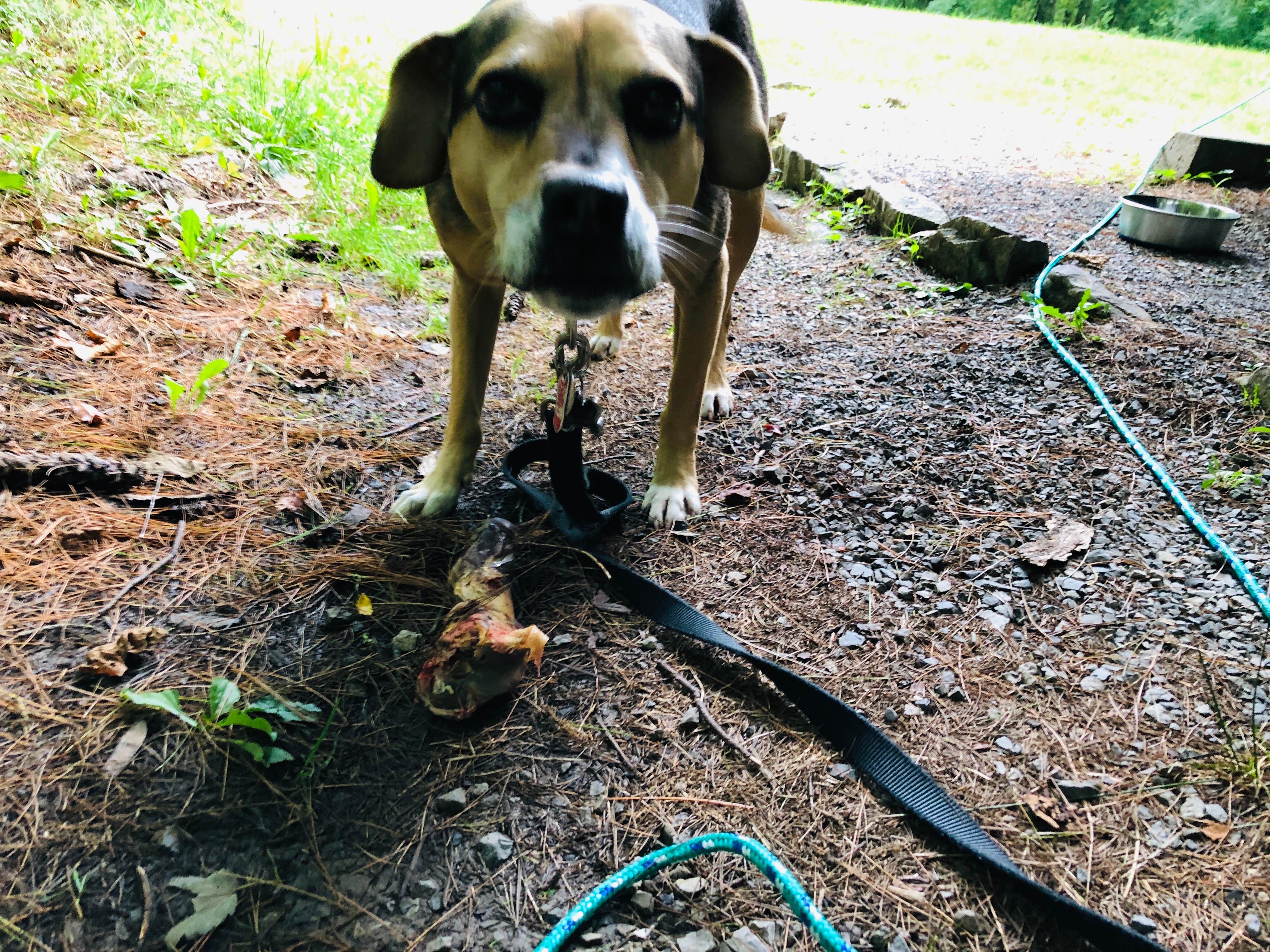 Kevin A.'s photo of camping with pets at Stony Fork Campground near Ivanhoe, VA