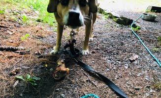 Kevin A.'s photo of camping with pets at Stony Fork Campground near Pulaski, VA