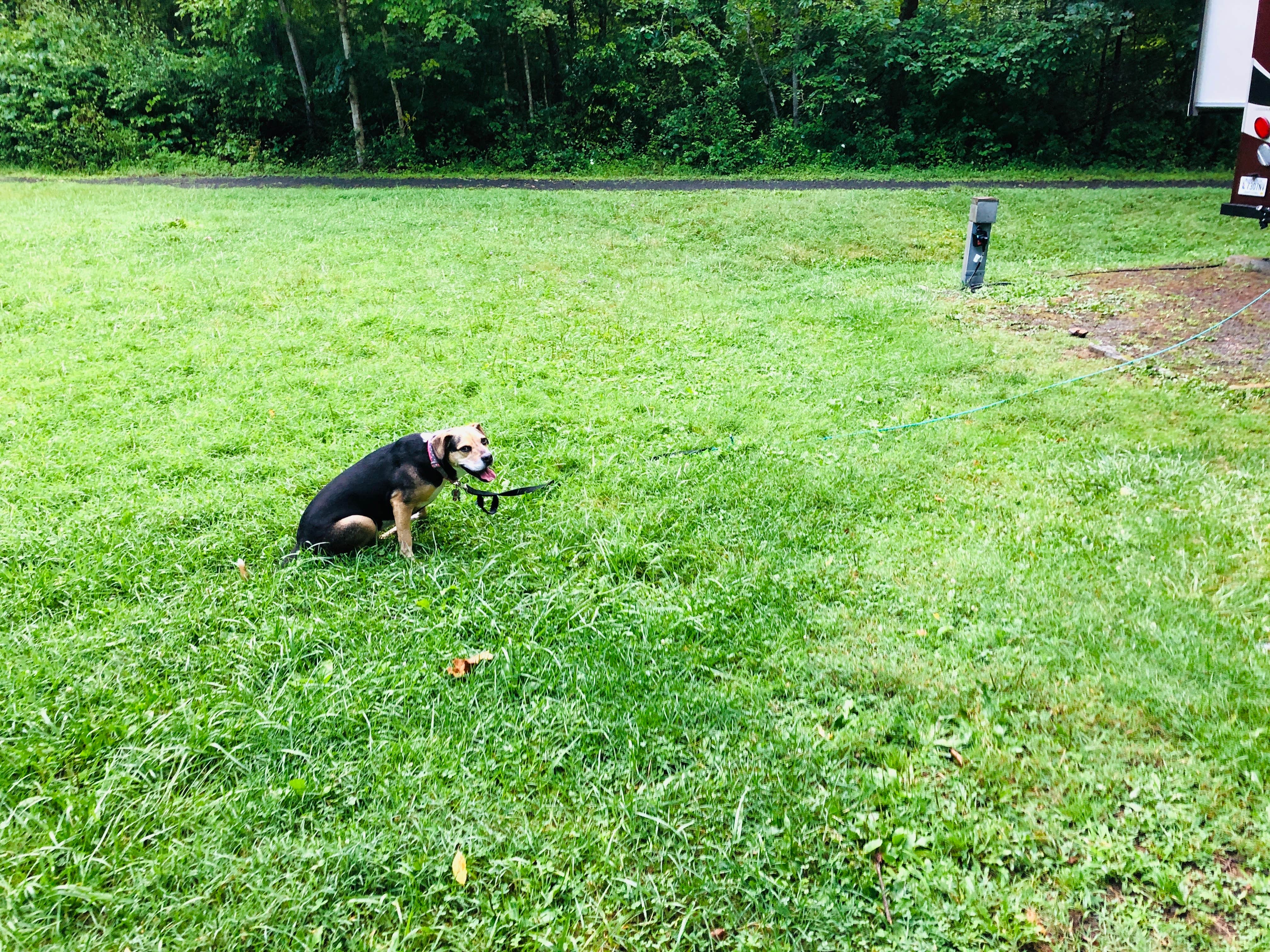 Kevin A.'s photo of camping with pets at Stony Fork Campground near Fries, VA