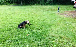 Kevin A.'s photo of camping with pets at Stony Fork Campground near Fries, VA