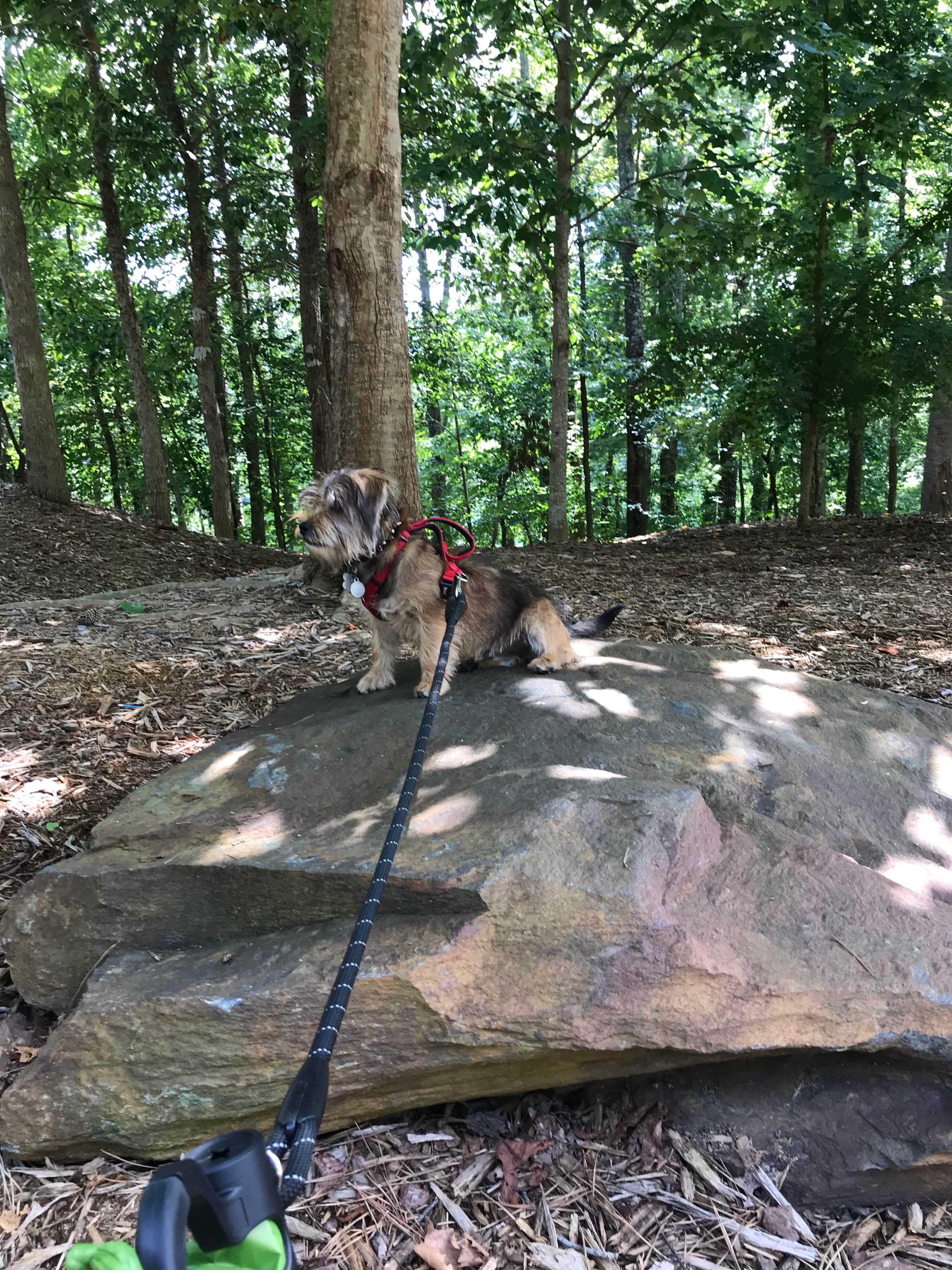 Annell N.'s photo of camping with pets at COE Carters Lake Doll Mountain Campground near Eton, GA