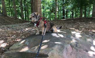 Annell N.'s photo of camping with pets at COE Carters Lake Doll Mountain Campground near Resaca, GA