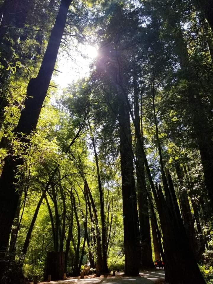 Camper submitted image from Paul M. Demmick Campground — Navarro River Redwoods State Park - 3