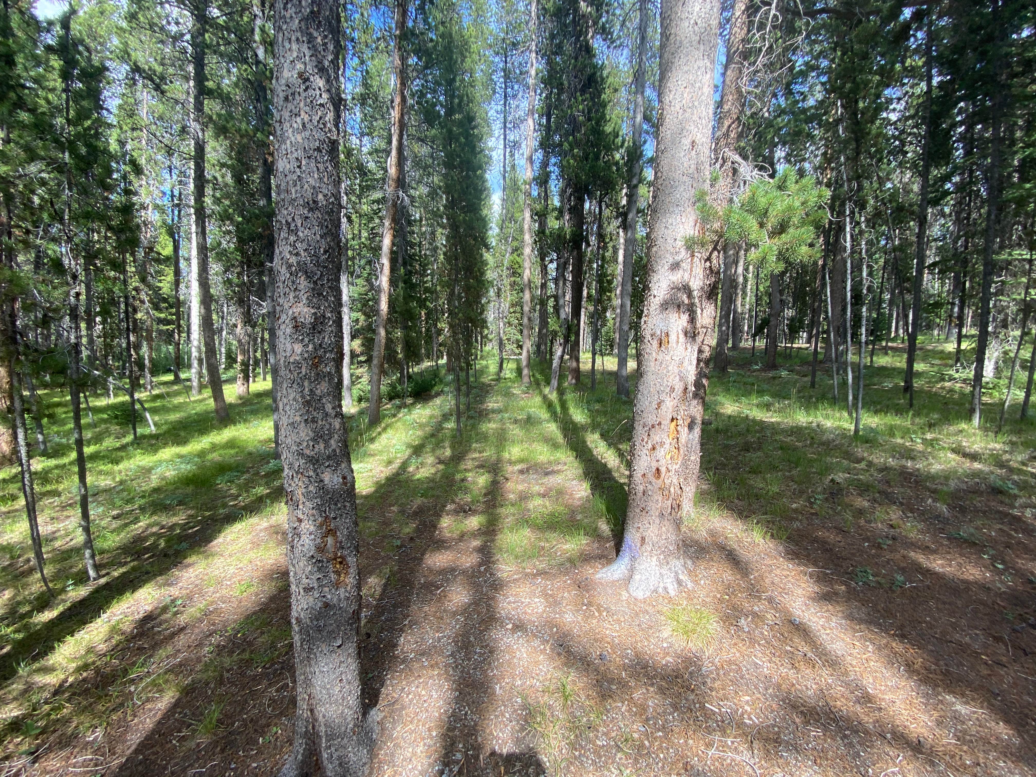 Camper-submitted photo at May Creek near Conner, MT