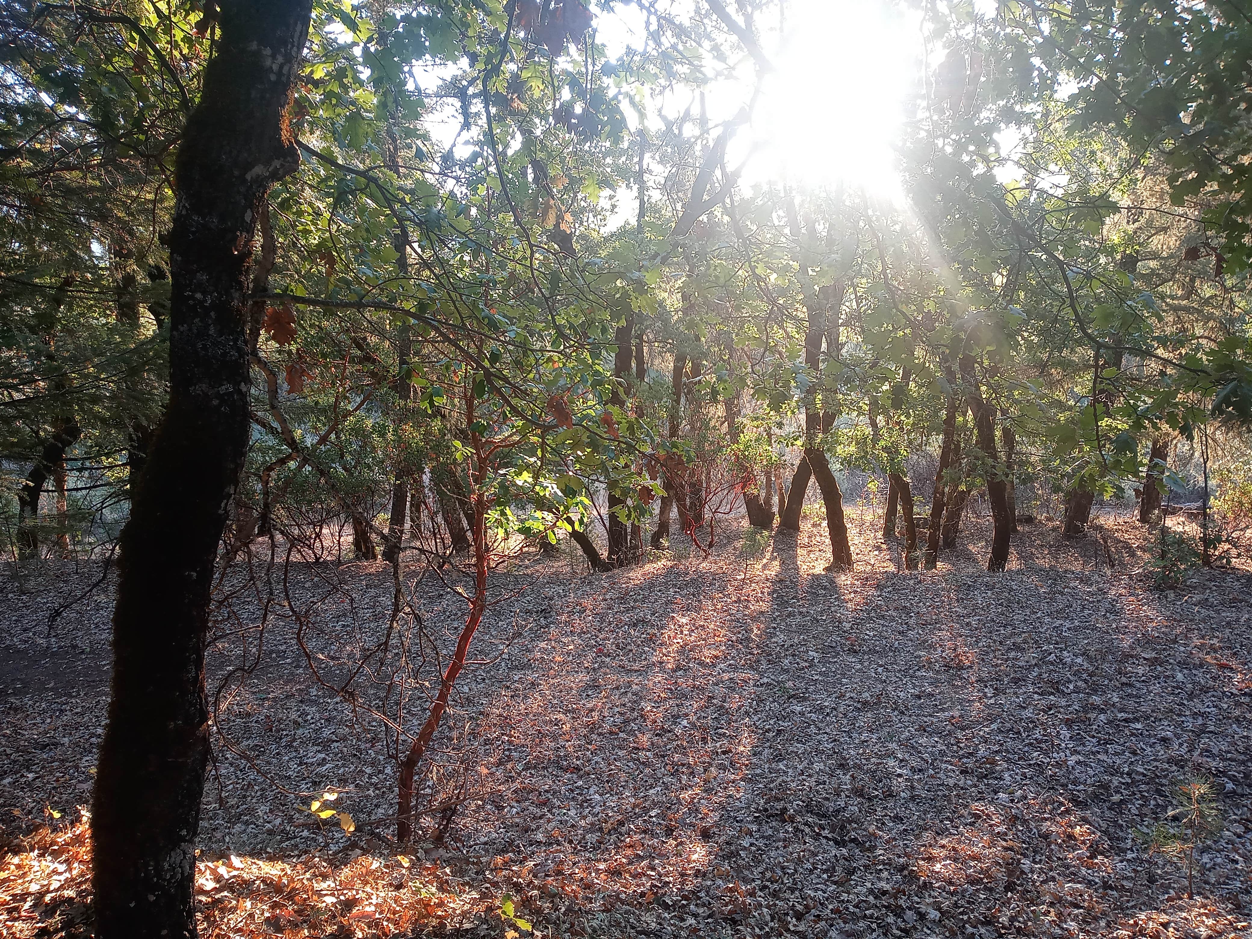 Camping near Pine Mountain Lookout: Pogie Point Campground, Mendocino National Forest, California