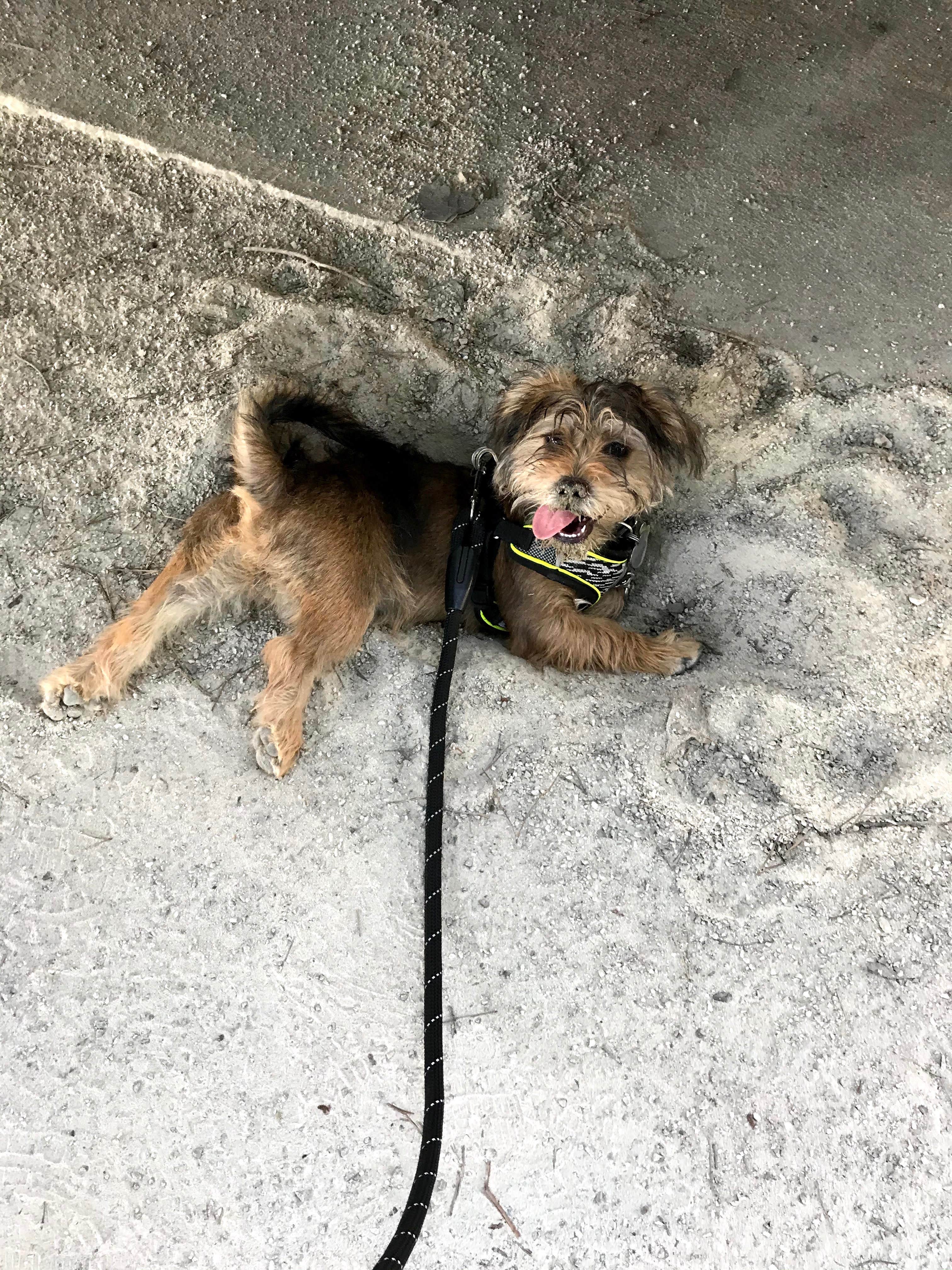 Annell N.'s photo of camping with pets at Duckett Mill near Sugar Hill, GA