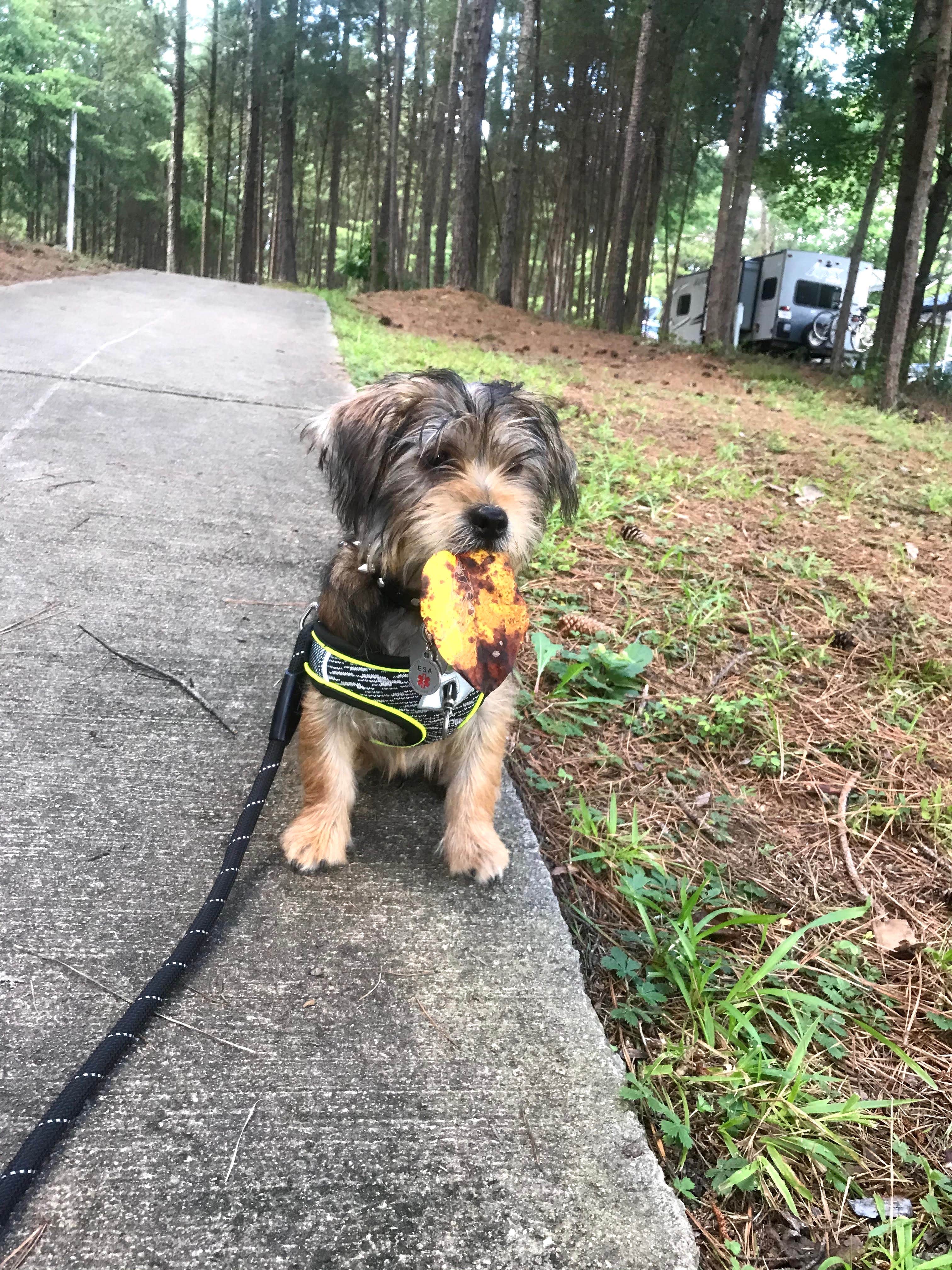 Annell N.'s photo of camping with pets at Duckett Mill near Dahlonega, GA