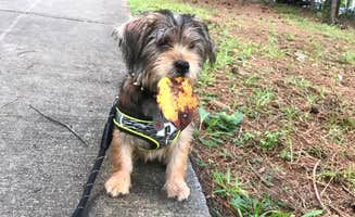 Annell N.'s photo of camping with pets at Duckett Mill near Lula, GA