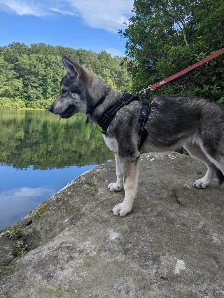 Puppies are allowed on the trail